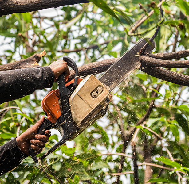 Botes-Treefelling---Website-Concept_0000s_0000_shutterstock_649281598